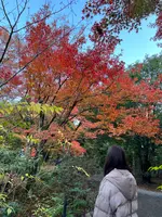 宝筐院の写真・動画_image_479199