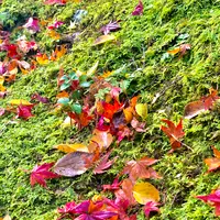 法輪寺の写真・動画_image_479326