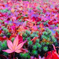 宝筐院の写真・動画_image_479381