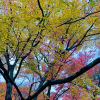宝筐院の写真・動画_image_479389