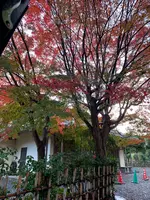 嵐山の写真・動画_image_479965