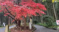 天狗の小径の写真・動画_image_480669