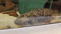 瑞穂ハンザケ自然館の写真・動画_image_480846