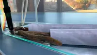 瑞穂ハンザケ自然館の写真・動画_image_480848