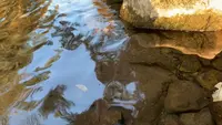 瑞穂ハンザケ自然館の写真・動画_image_480851