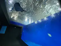 足摺海洋館の写真・動画_image_481208