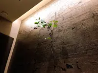 個室焼肉 銀座 きたおの写真・動画_image_482082