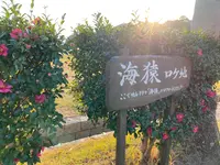 県民の浜の写真・動画_image_482265