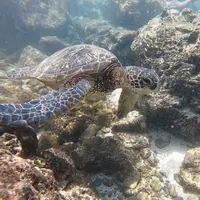 シャークスコーブの写真・動画_image_483575