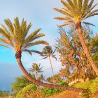 Sunset Beachの写真・動画_image_483584