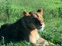 那須サファリパークの写真・動画_image_483617
