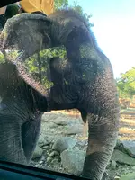 那須サファリパークの写真・動画_image_483618