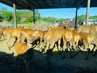 那須サファリパークの写真・動画_image_483619