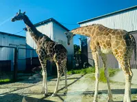 那須サファリパークの写真・動画_image_483620