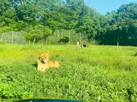 那須サファリパークの写真・動画_image_483622
