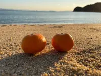県民の浜の写真・動画_image_484669