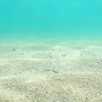 Shelly Beachの写真・動画_image_484830