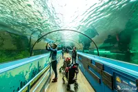 SEA LIFE Sydney Aquariumの写真・動画_image_484889