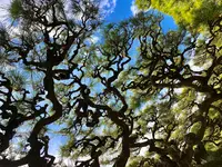 栗林公園の写真・動画_image_484996