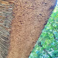 四国村の写真・動画_image_485047