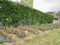 台湾鳳梨工場の写真・動画_image_485395