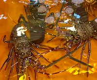 亀吼漁港の写真・動画_image_485490