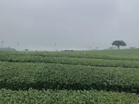o’sulloc tea museum/オソルロッ ティミュジオム/오설록 티뮤지엄の写真・動画_image_486468