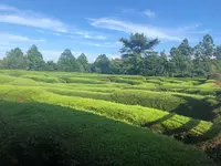 金寧迷路公園/キムニョンミロコンウォン/김녕미로공원の写真・動画_image_486485