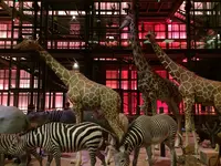 Muséum national d'Histoire naturelle（国立自然史博物館）の写真・動画_image_486569