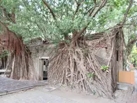 安平樹屋の写真・動画_image_487031