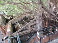 安平樹屋の写真・動画_image_487122