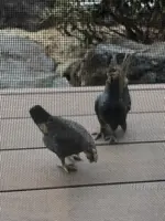 和花の写真・動画_image_488768