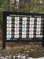 西湖 野鳥の森公園の写真・動画_image_488780