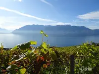 Chexbres Villageの写真・動画_image_489681