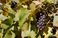 Chexbres Villageの写真・動画_image_489684