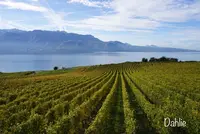 Chexbres Villageの写真・動画_image_489685