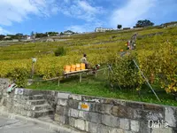 Chexbres Villageの写真・動画_image_489688