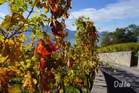 Chexbres Villageの写真・動画_image_489693