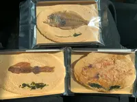 象屋元蔵の写真・動画_image_489719
