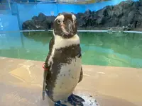 新屋島水族館の写真・動画_image_489731