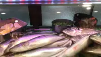 野焼の写真・動画_image_489893