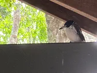 Binna Burra Lodgeの写真・動画_image_490039