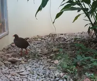 やヤンバルクイナ生態展示学習施設の写真・動画_image_490763