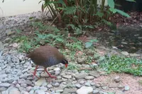 やヤンバルクイナ生態展示学習施設の写真・動画_image_490766