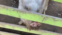 ブラジリアンパーク　鷲羽山ハイランドの写真・動画_image_490824