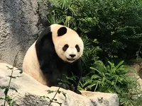 Macao Giant Panda Pavilionの写真・動画_image_491085
