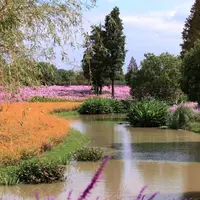 花开海上生态园の写真・動画_image_491219