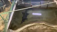 熱帯大ドームの写真・動画_image_491349