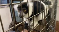 熱帯大ドームの写真・動画_image_491350