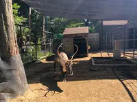 アニマルワンダーリゾウト（市原ぞうの国）の写真・動画_image_491584